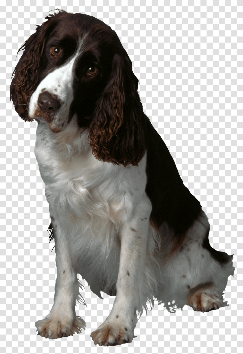 Dog, Animals, Pet, Canine, Mammal Transparent Png