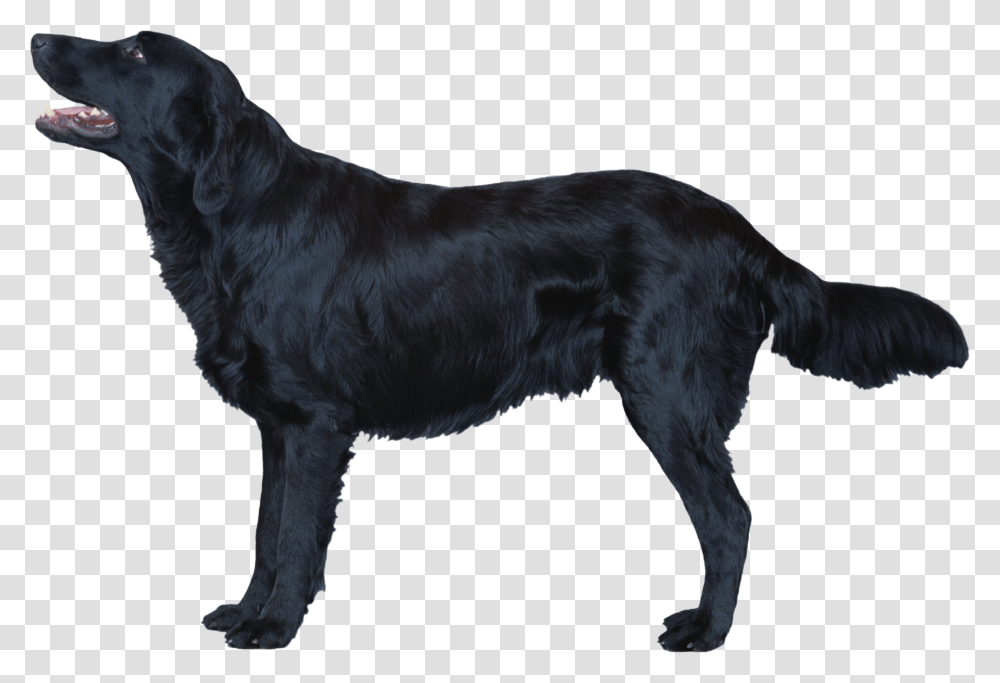 Dog, Animals, Pet, Canine, Mammal Transparent Png