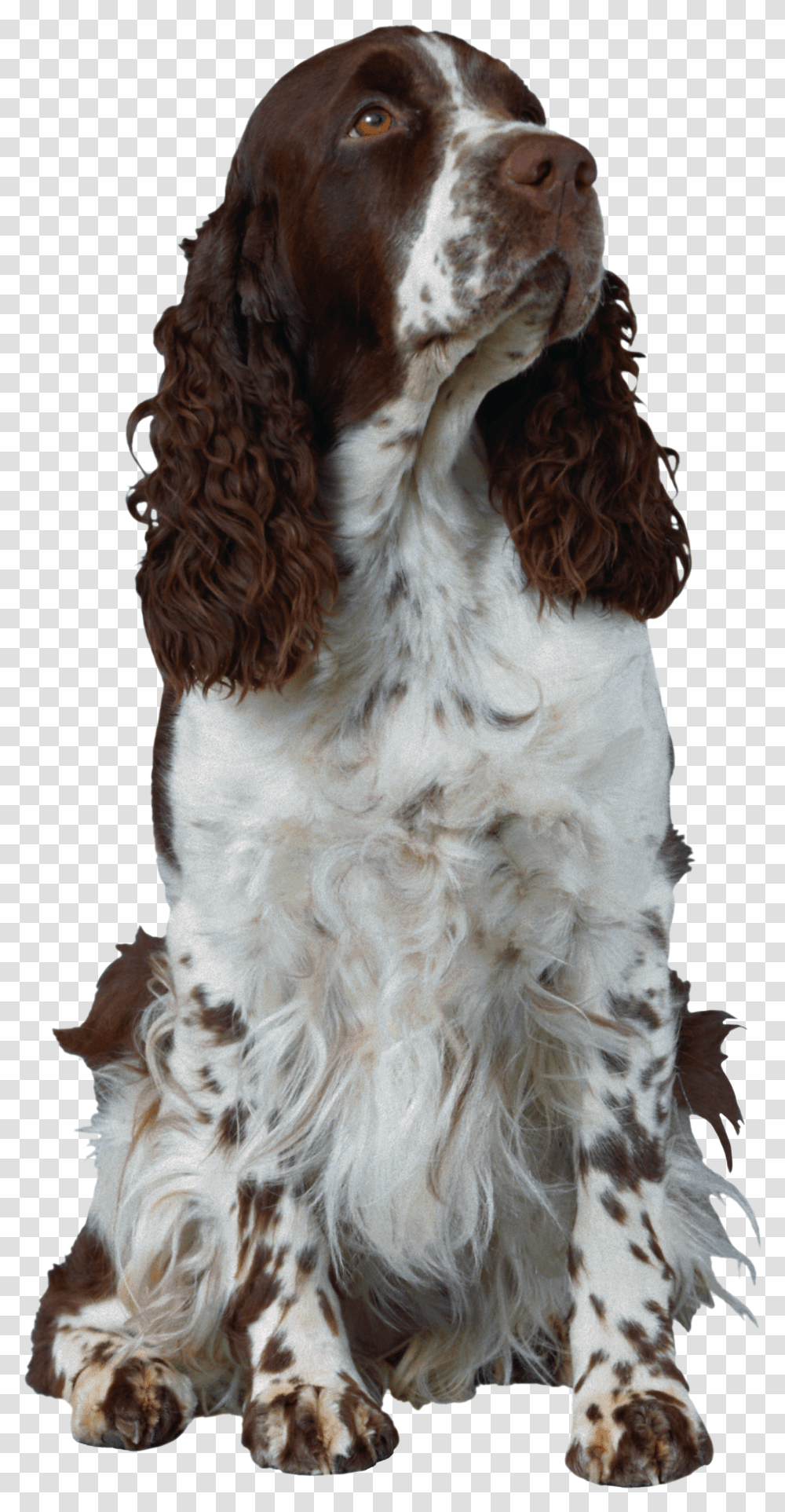 Dog, Animals, Pet, Canine, Mammal Transparent Png