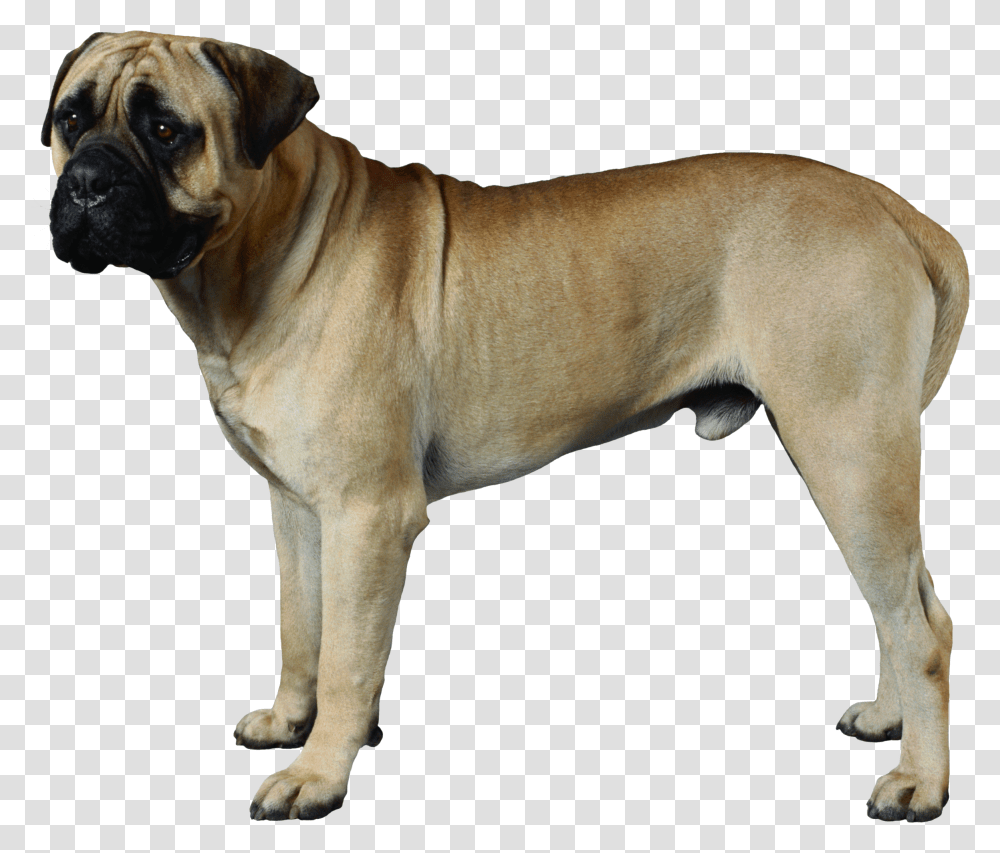 Dog, Animals, Pet, Canine, Mammal Transparent Png