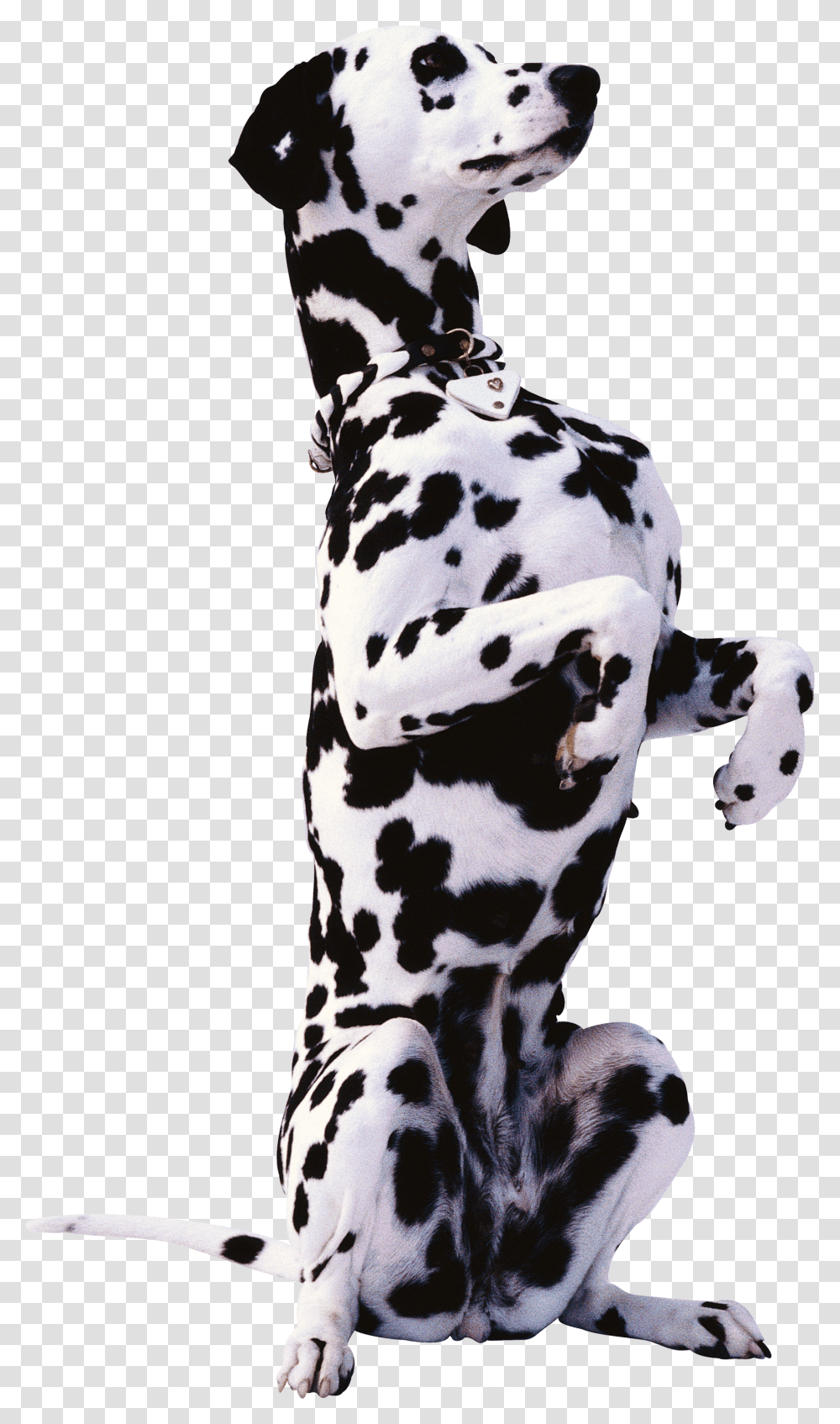 Dog, Animals, Pet, Canine, Mammal Transparent Png