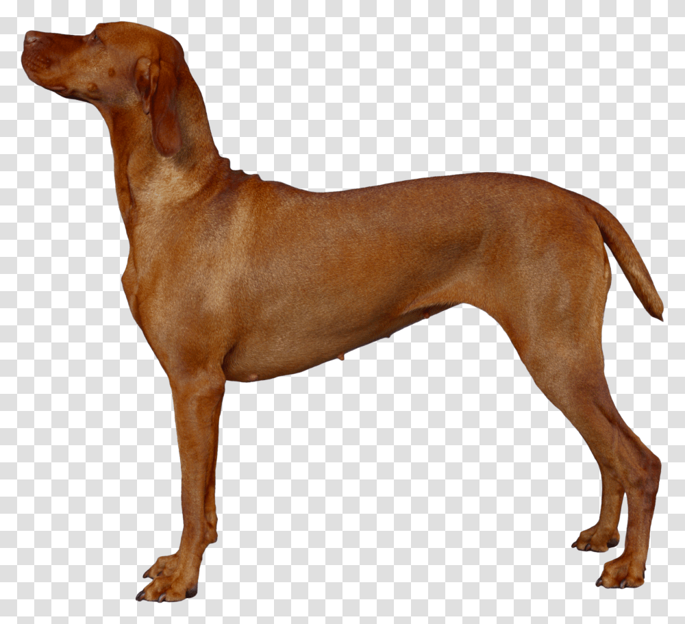 Dog, Animals, Pet, Canine, Mammal Transparent Png