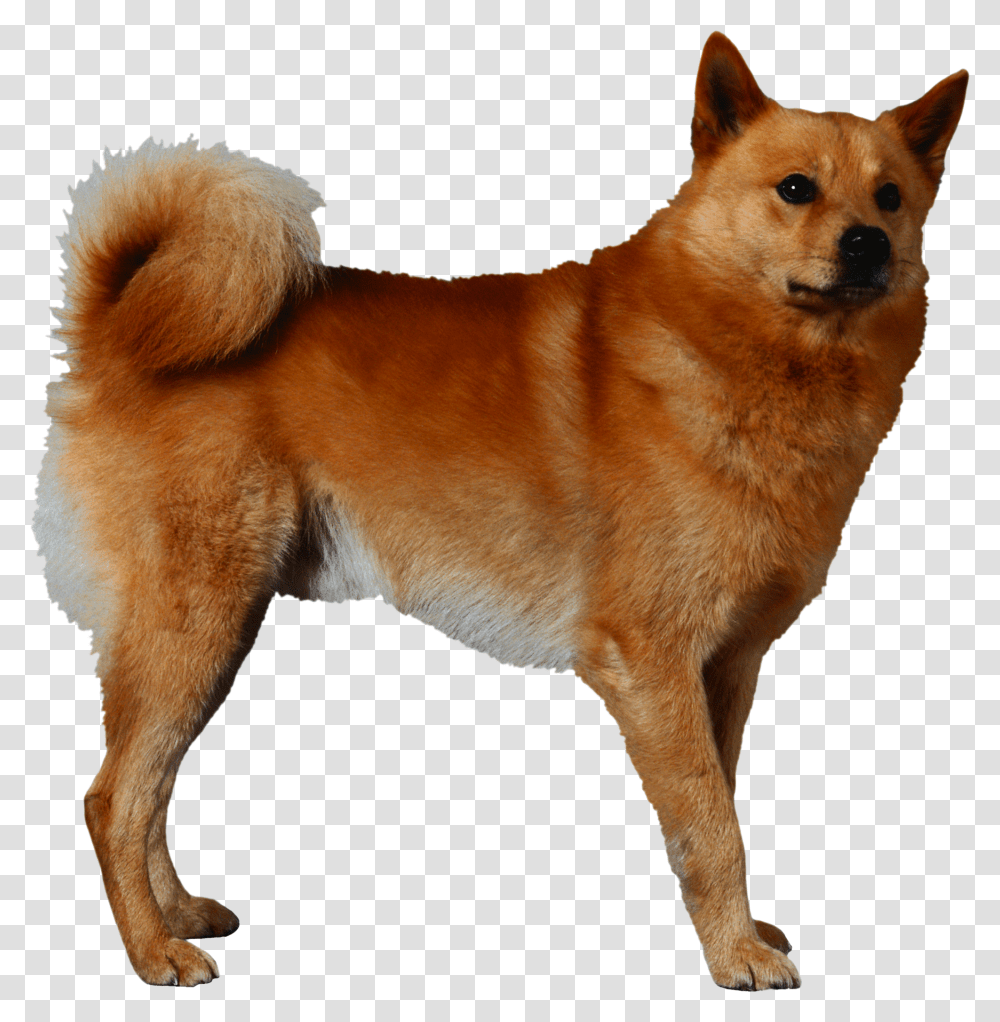 Dog, Animals, Pet, Canine, Mammal Transparent Png