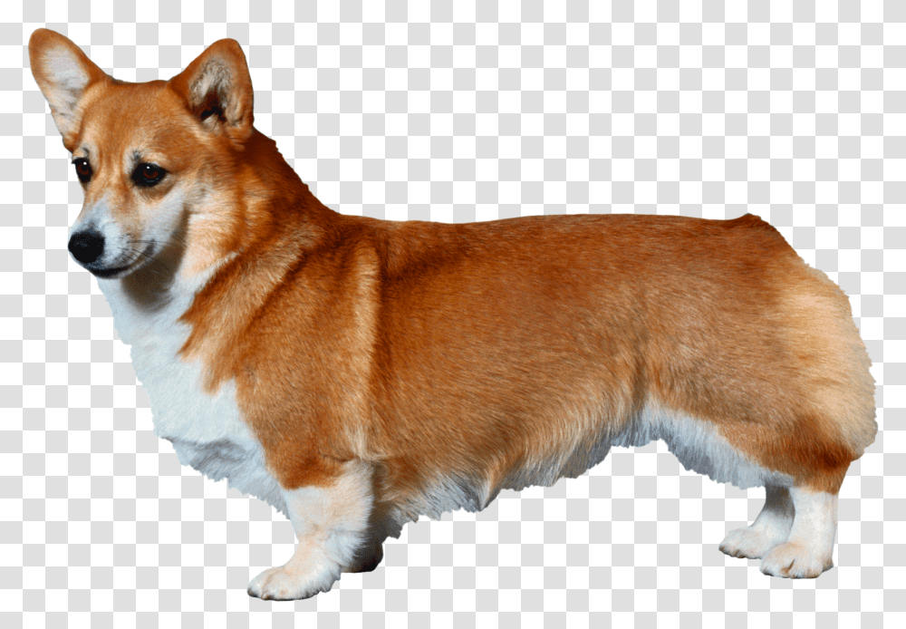 Dog, Animals, Pet, Canine, Mammal Transparent Png