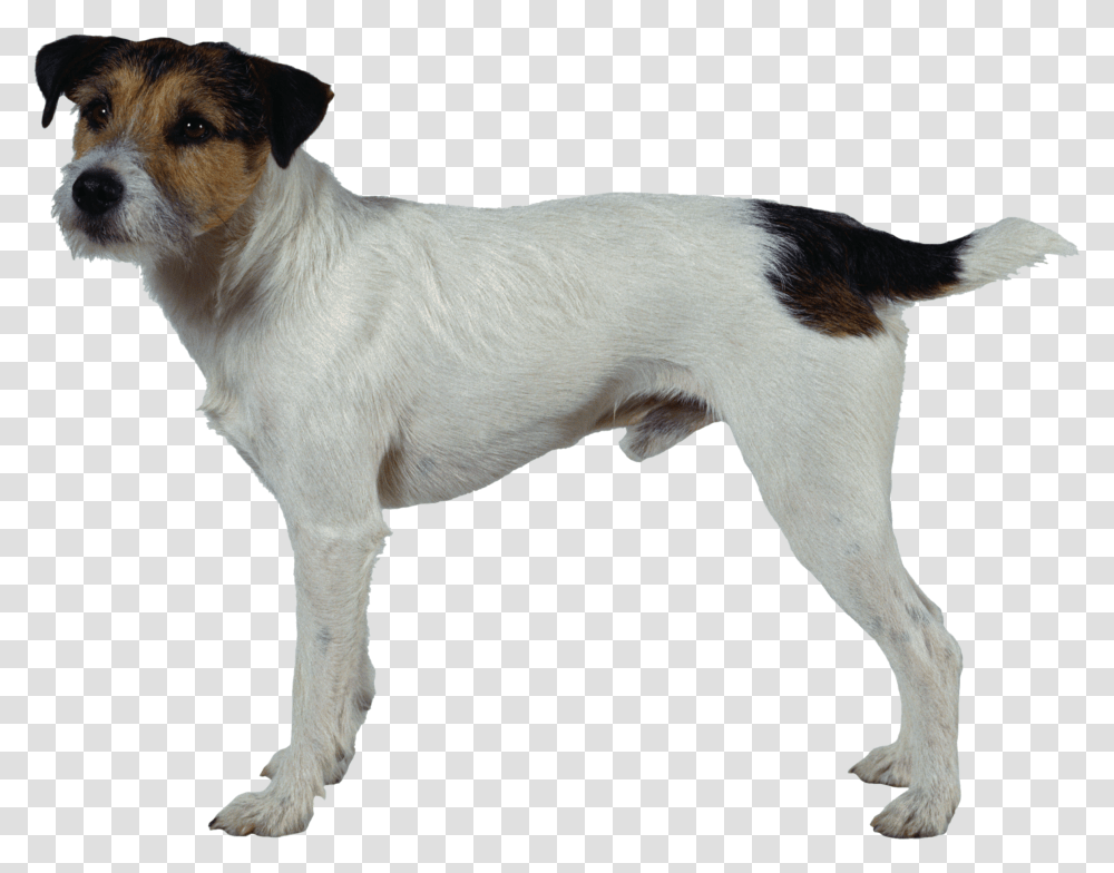 Dog, Animals, Pet, Canine, Mammal Transparent Png