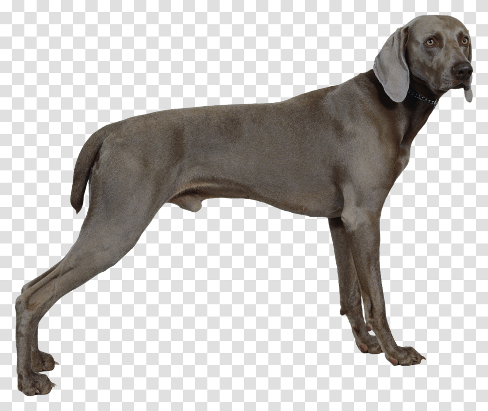 Dog, Animals, Pet, Canine, Mammal Transparent Png