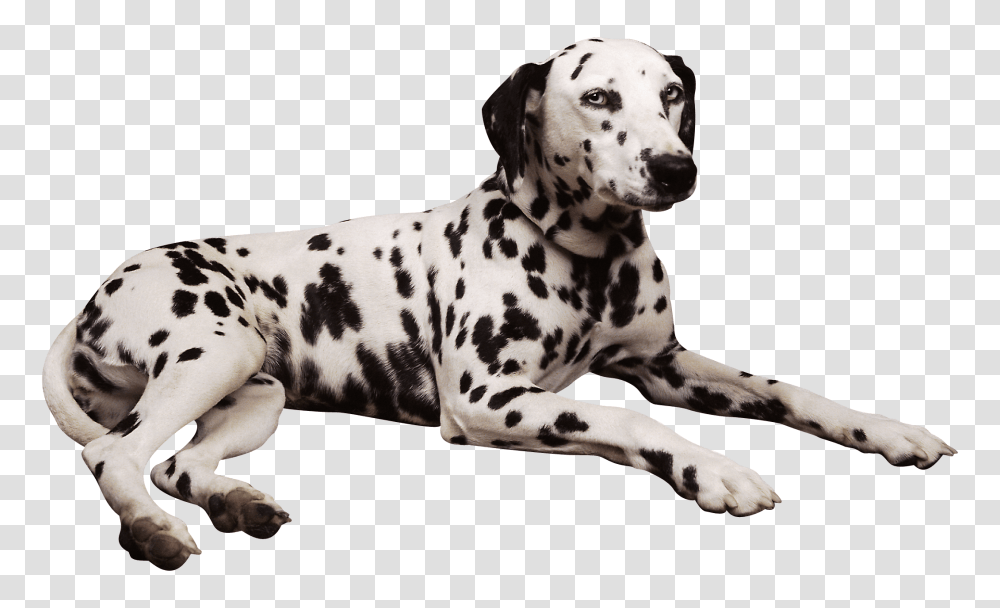 Dog, Animals, Pet, Canine, Mammal Transparent Png