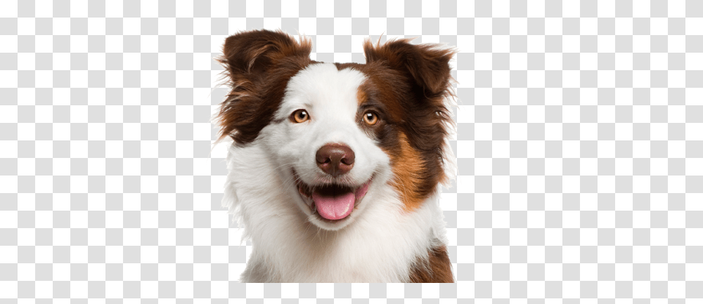 Dog, Animals, Pet, Canine, Mammal Transparent Png