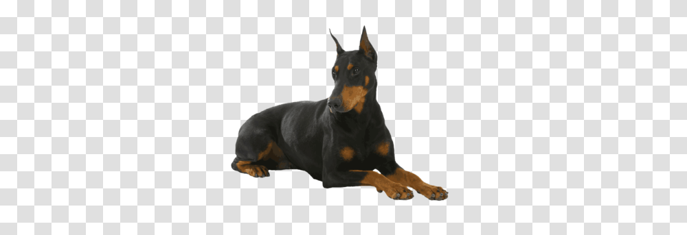 Dog, Animals, Pet, Canine, Mammal Transparent Png