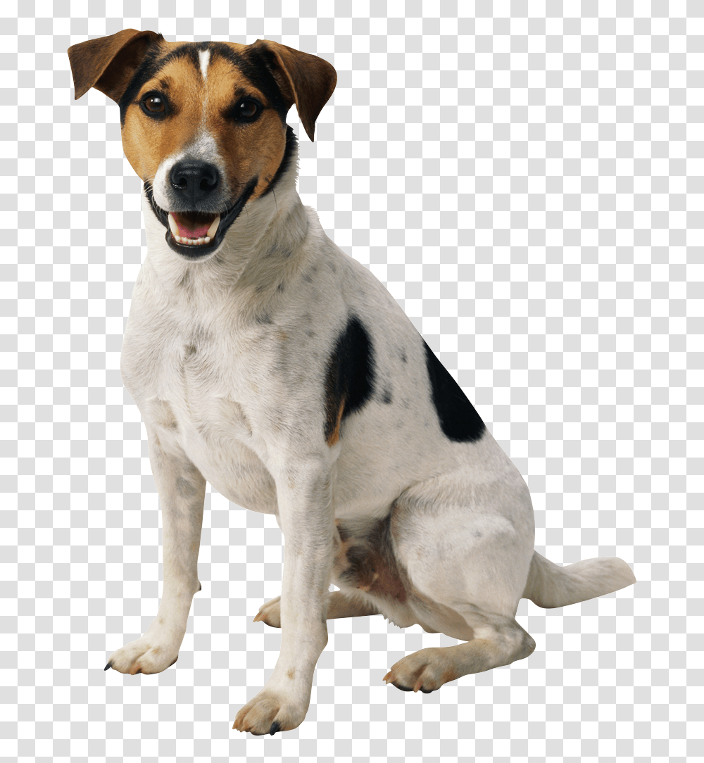 Dog, Animals, Pet, Canine, Mammal Transparent Png