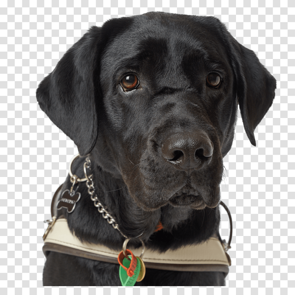 Dog, Animals, Pet, Canine, Mammal Transparent Png