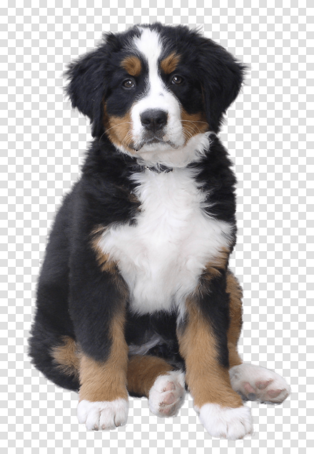 Dog, Animals, Pet, Canine, Mammal Transparent Png