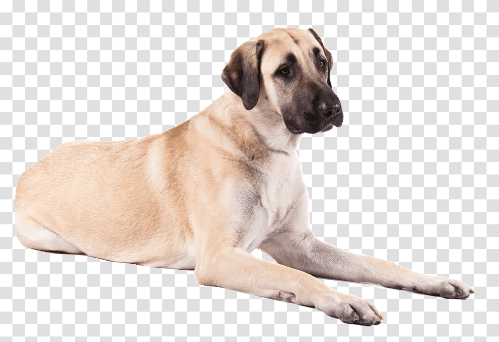 Dog, Animals, Pet, Canine, Mammal Transparent Png