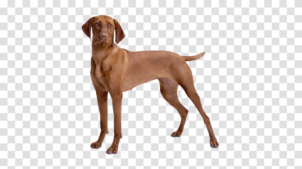 Dog, Animals, Pet, Canine, Mammal Transparent Png