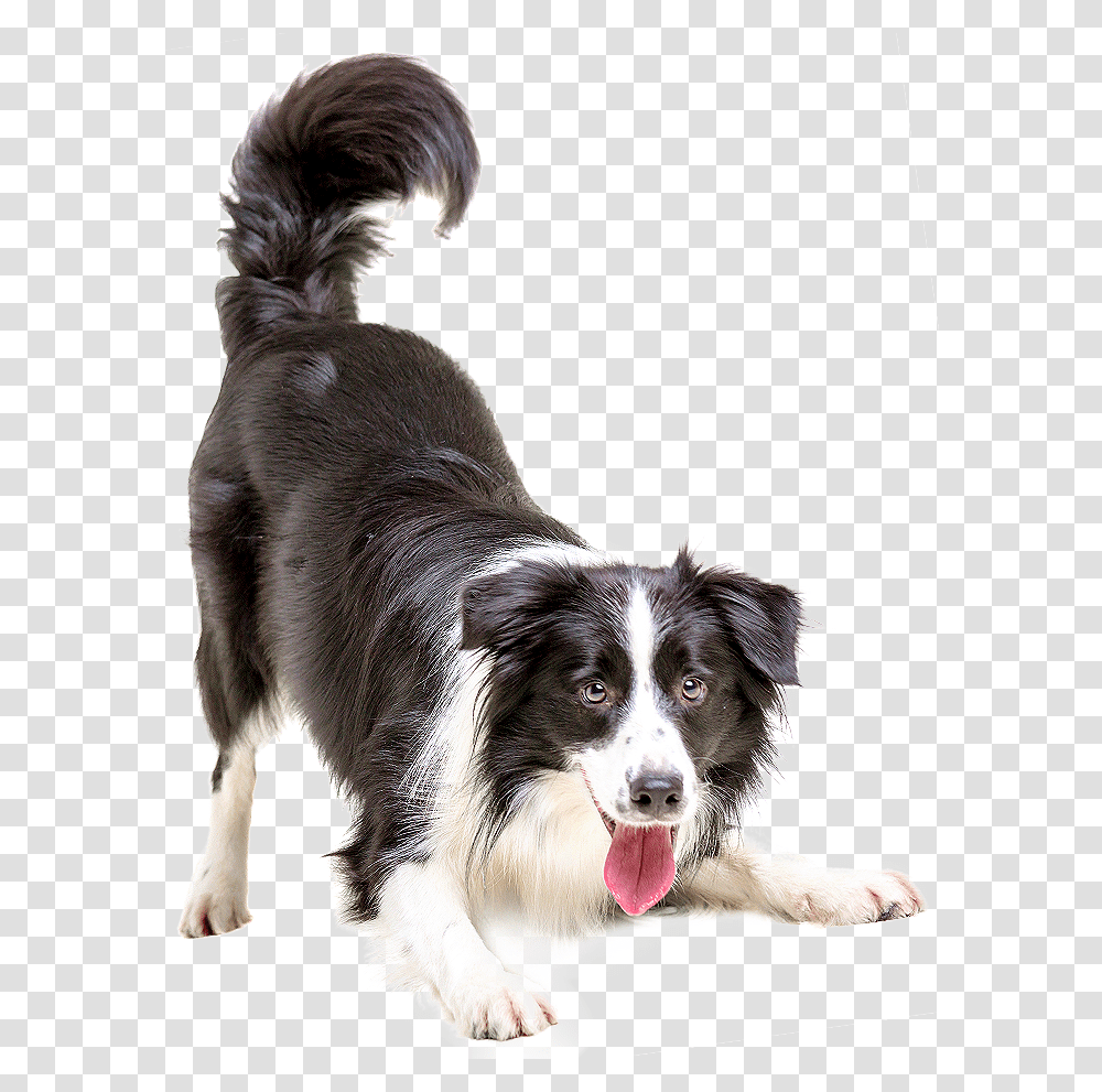 Dog, Animals, Pet, Canine, Mammal Transparent Png