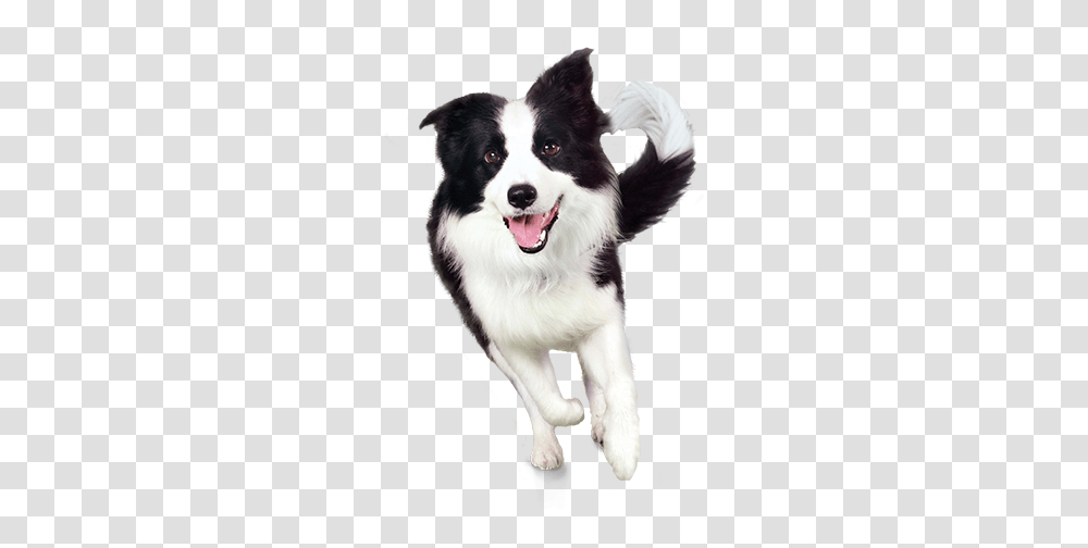 Dog, Animals, Pet, Canine, Mammal Transparent Png