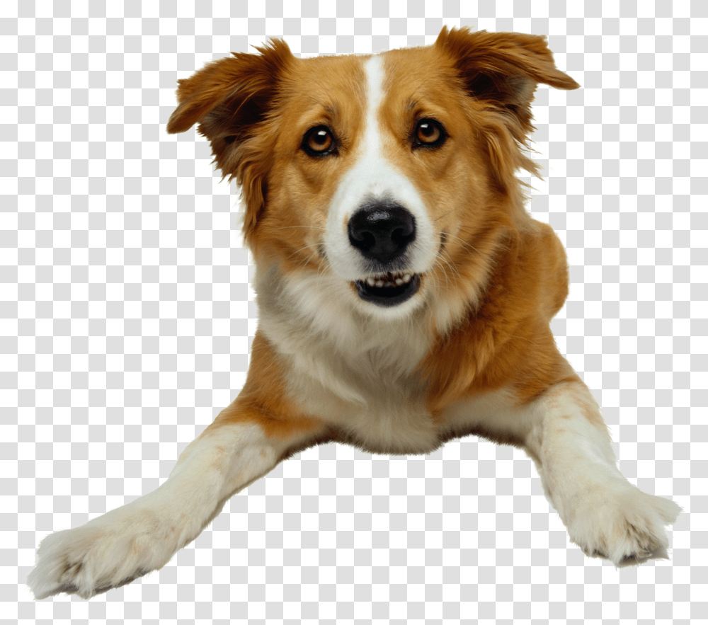 Dog, Animals, Pet, Canine, Mammal Transparent Png