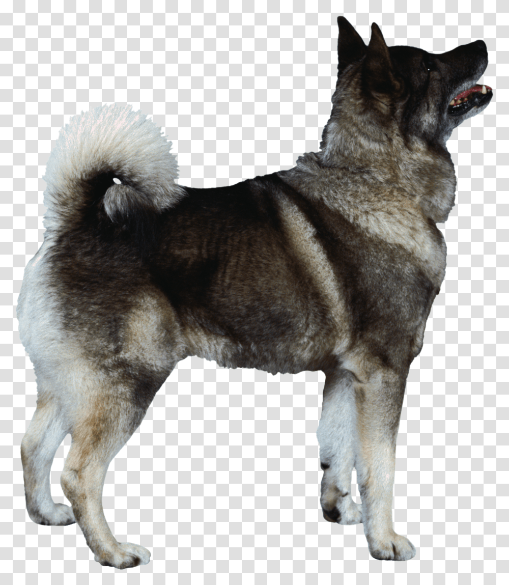 Dog, Animals, Pet, Canine, Mammal Transparent Png