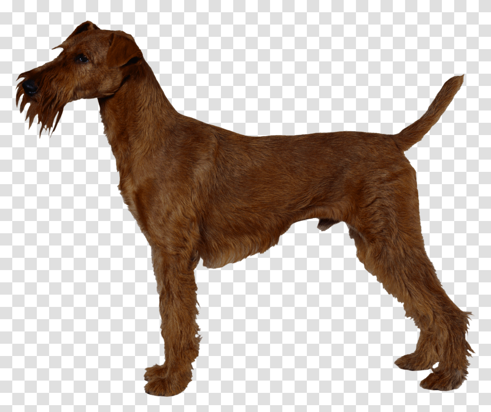 Dog, Animals, Pet, Canine, Mammal Transparent Png