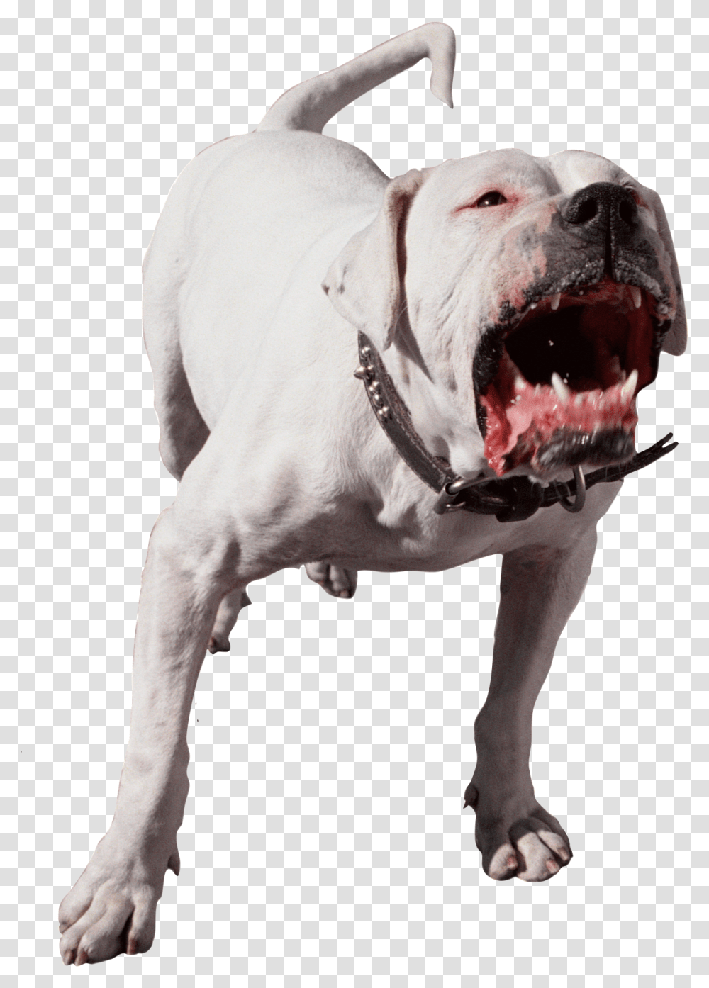 Dog, Animals, Pitbull, Bulldog, Pet Transparent Png