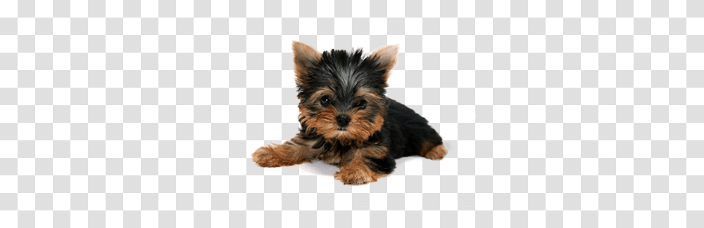 Dog, Animals, Puppy, Pet, Canine Transparent Png