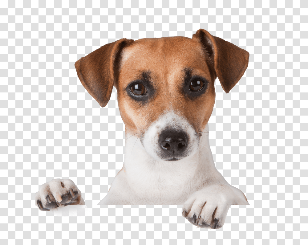Dog, Animals, Puppy, Pet, Canine Transparent Png