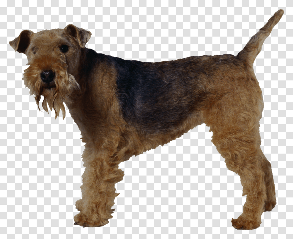 Dog, Animals, Terrier, Pet, Canine Transparent Png