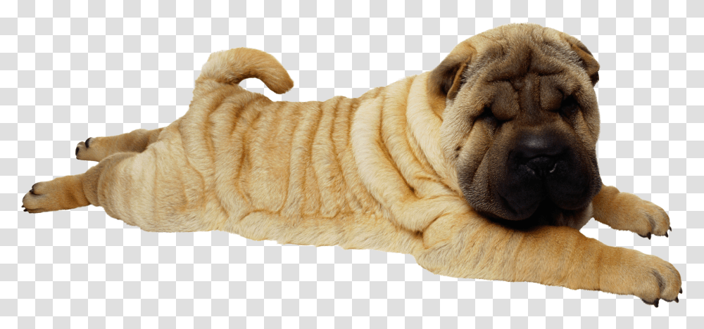 Dog, Animals, Tiger, Wildlife, Mammal Transparent Png