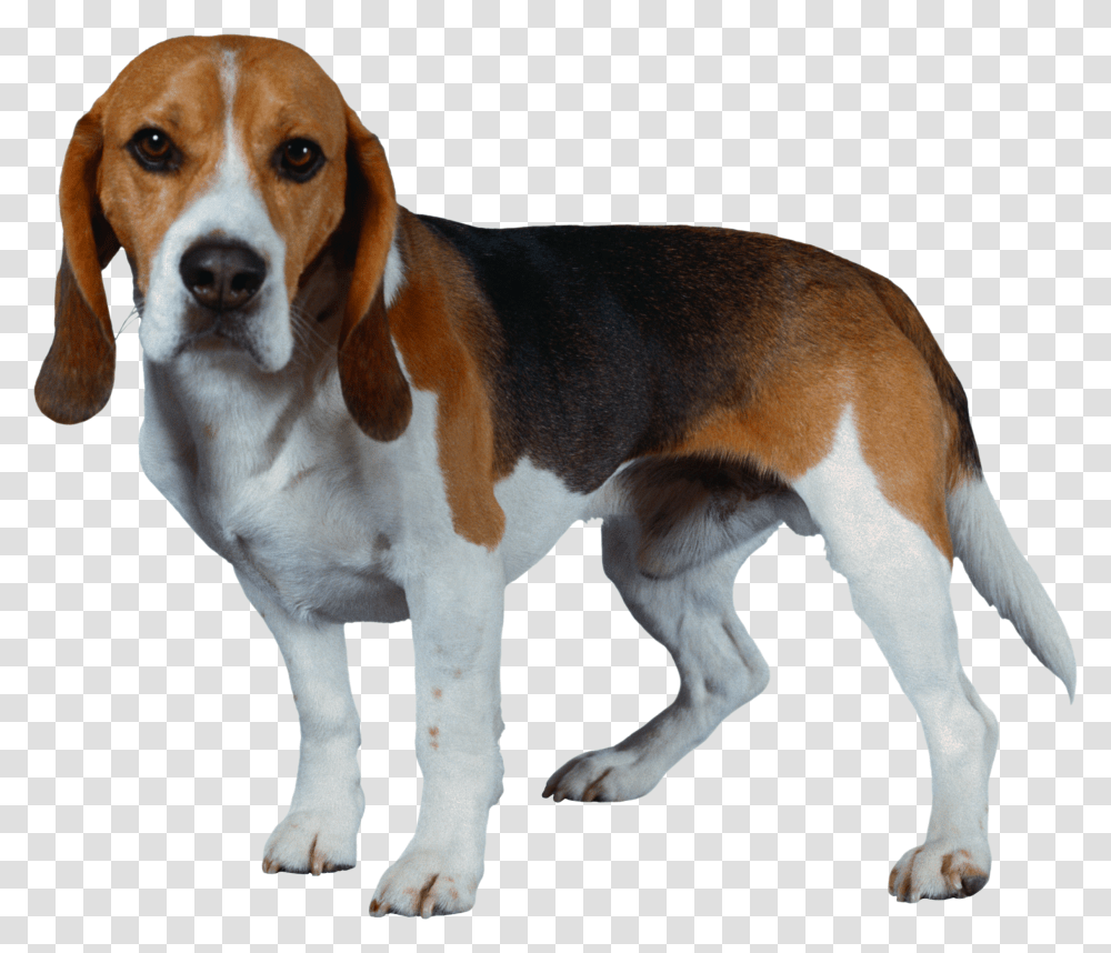 Dog Background Beagle Dog, Pet, Canine, Animal, Mammal Transparent Png