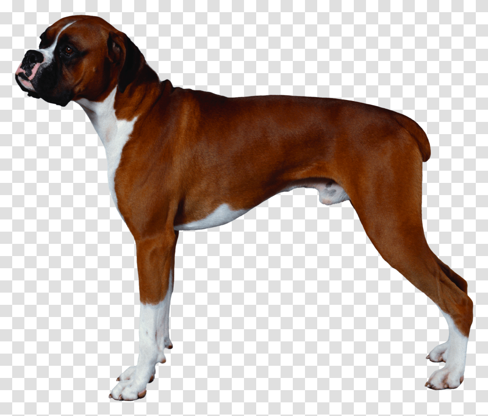 Dog Background Boxer Dog, Pet, Canine, Animal, Mammal Transparent Png