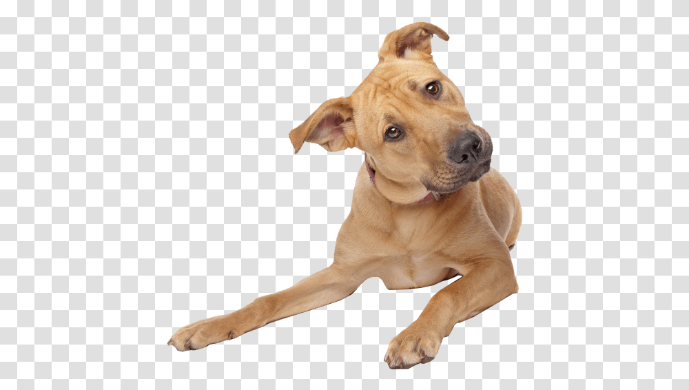 Dog Background, Pet, Canine, Animal, Mammal Transparent Png