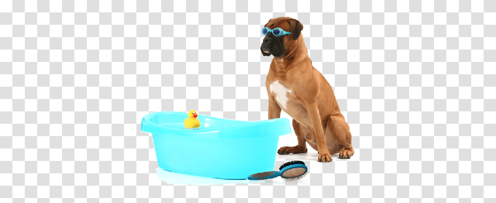 Dog Bath Dog Bath Images, Pet, Canine, Animal, Mammal Transparent Png