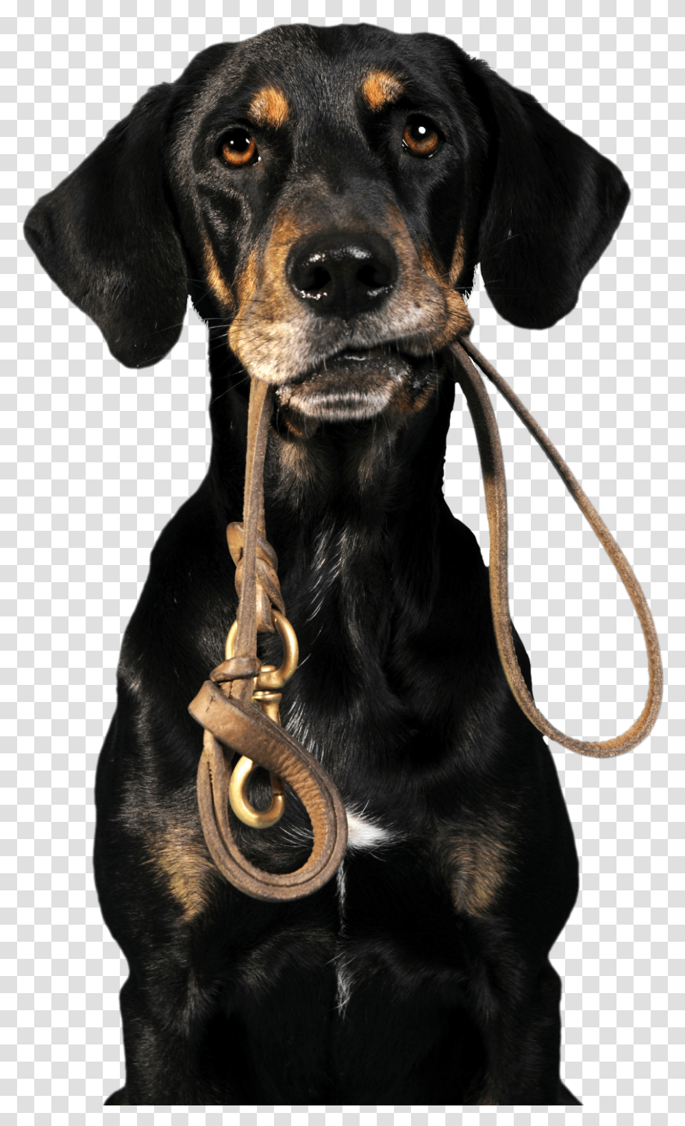 Dog Bath Dog Off A Leash, Pet, Canine, Animal, Mammal Transparent Png