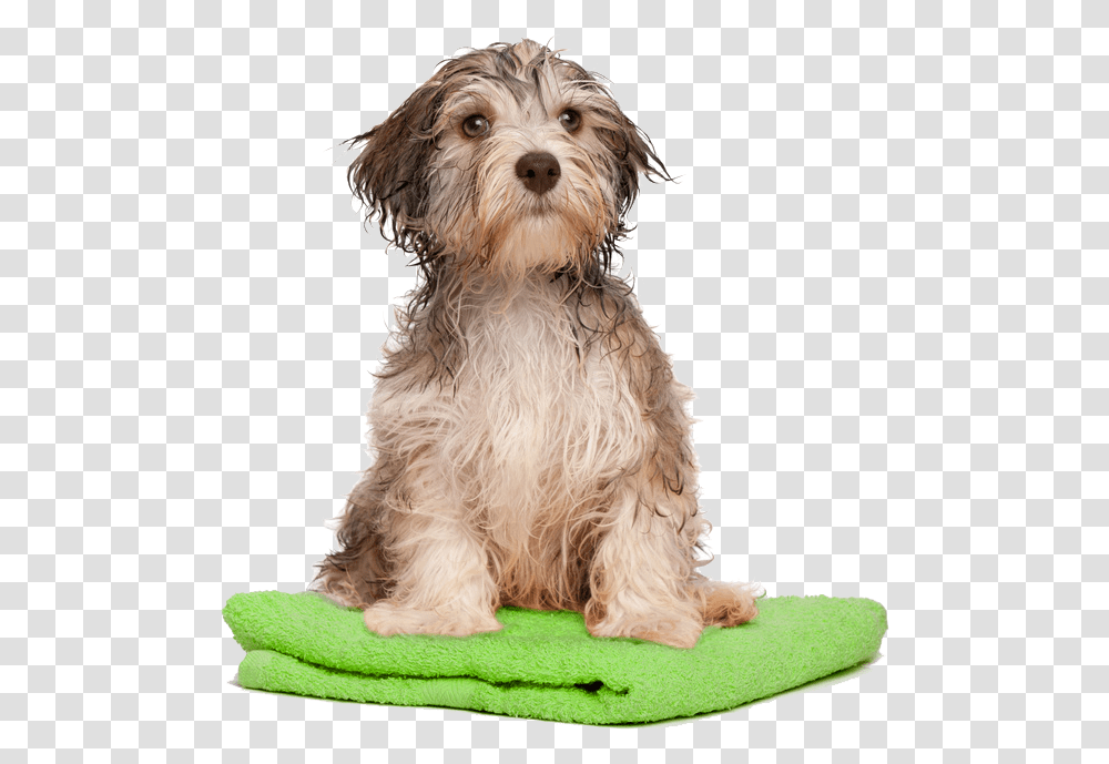Dog Bath Pluspng, Pet, Canine, Animal, Mammal Transparent Png