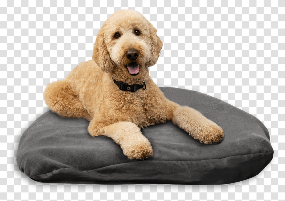 Dog Bed, Canine, Mammal, Animal, Pet Transparent Png