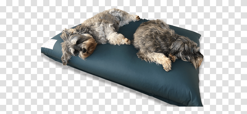 Dog Bed Pet Bed, Cushion, Pillow, Canine, Animal Transparent Png