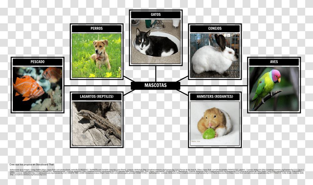 Dog, Bird, Animal, Cat, Pet Transparent Png