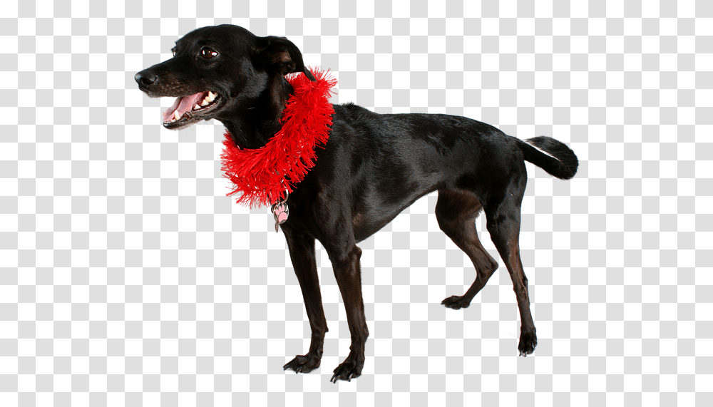 Dog Black Pet, Clothing, Apparel, Canine, Animal Transparent Png