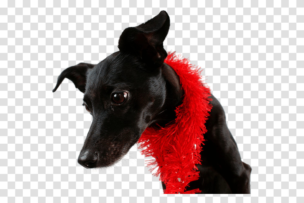Dog Black Pet Companion Dog, Clothing, Apparel, Canine, Animal Transparent Png
