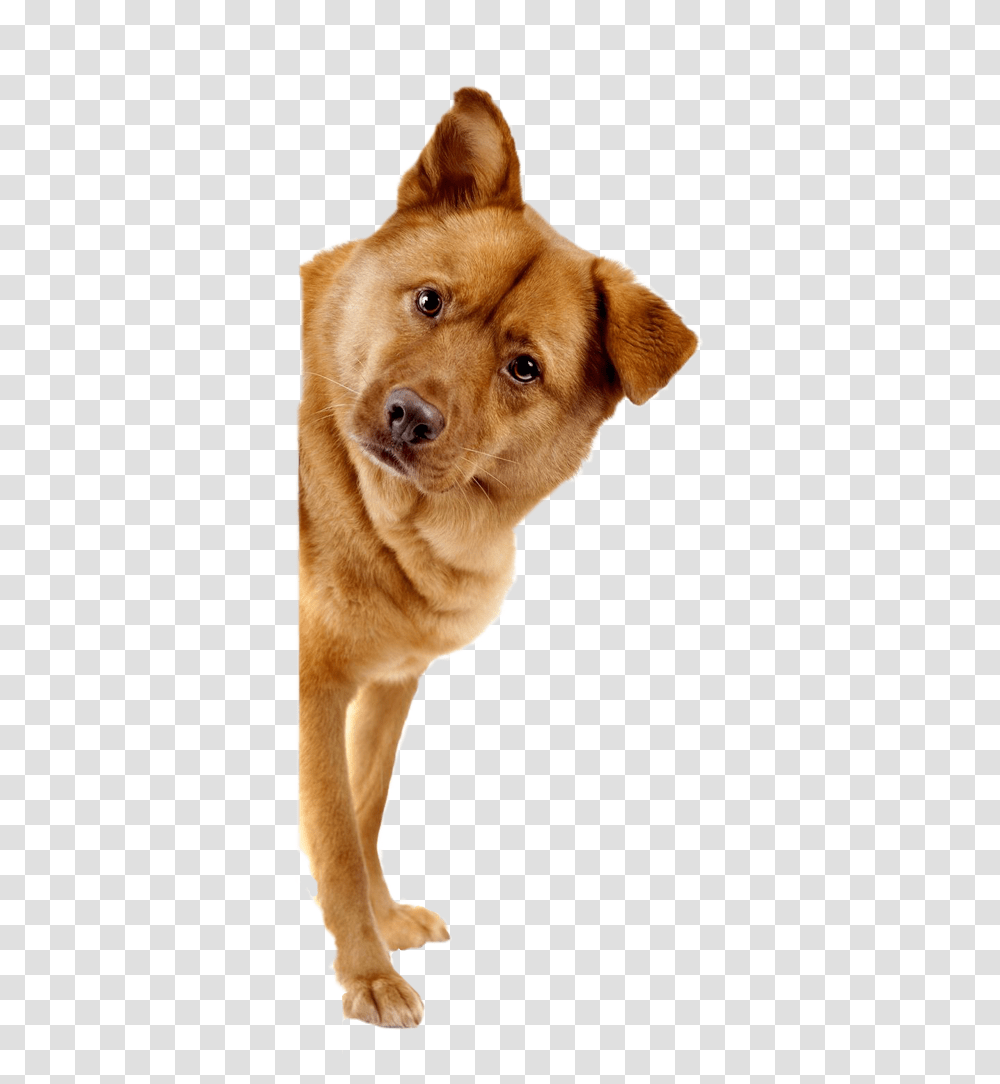 Dog Boarding And Kennel Services, Golden Retriever, Pet, Canine, Animal Transparent Png
