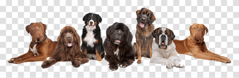 Dog Boarding Business Cards, Canine, Mammal, Animal, Pet Transparent Png