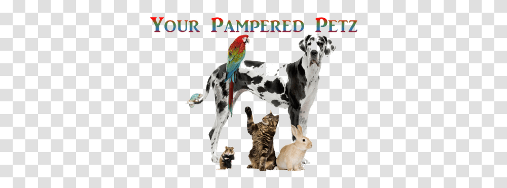 Dog Bowl Pet Frosty Bowls Puppy Cat Pet Animals And Birds, Mammal, Canine, Flyer, Manx Transparent Png