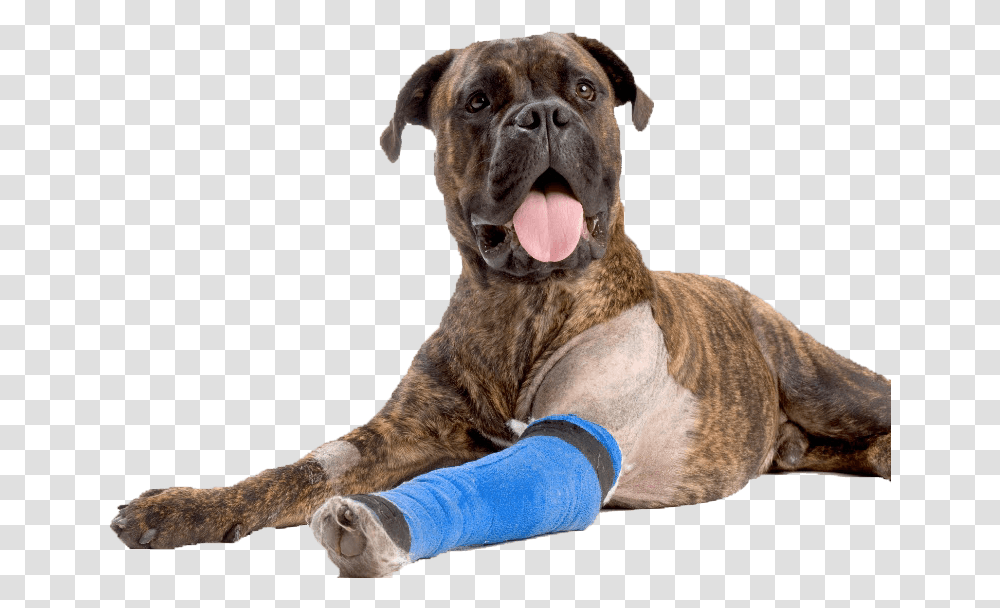 Dog Boxer Asc Bandage Arm852 Injured Dog, Pet, Canine, Animal, Mammal Transparent Png