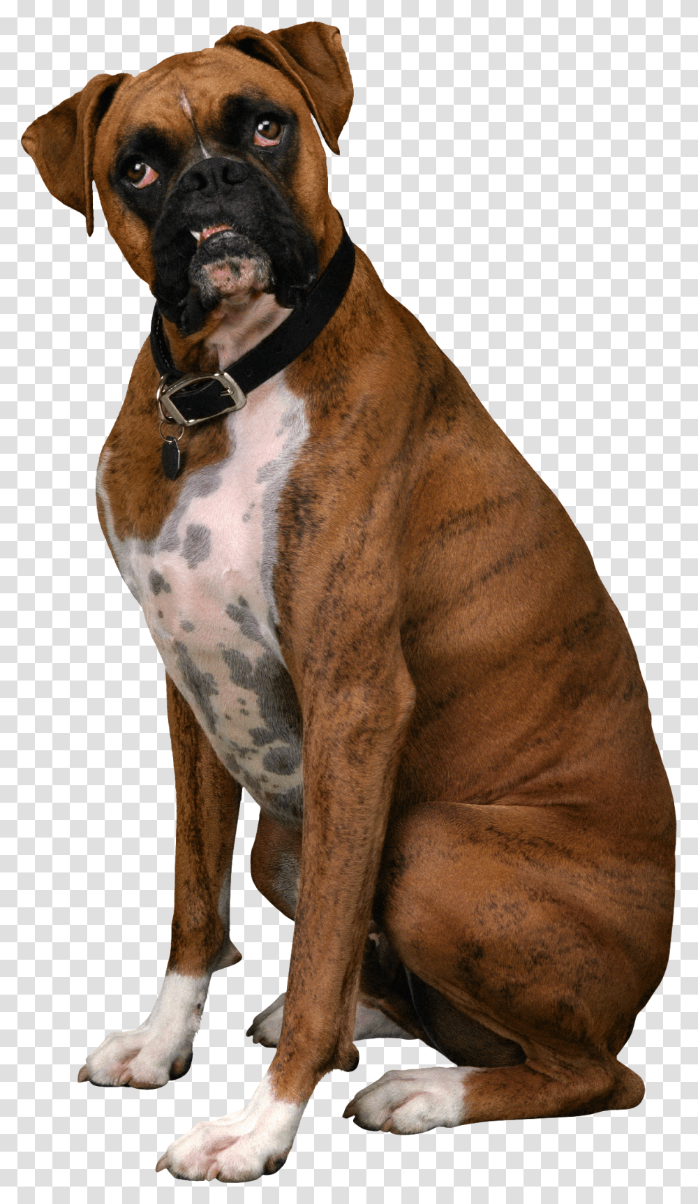 Dog Boxer Dog Background, Pet, Canine, Animal, Mammal Transparent Png