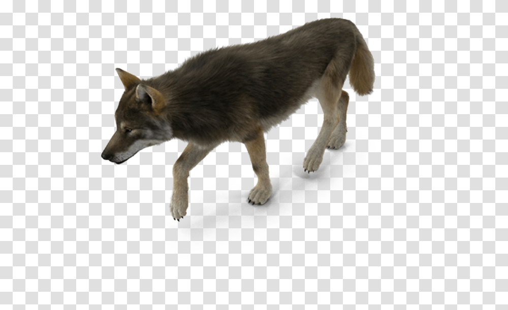 Dog Breed Coyote American Bison, Mammal, Animal, Wolf, Red Wolf Transparent Png
