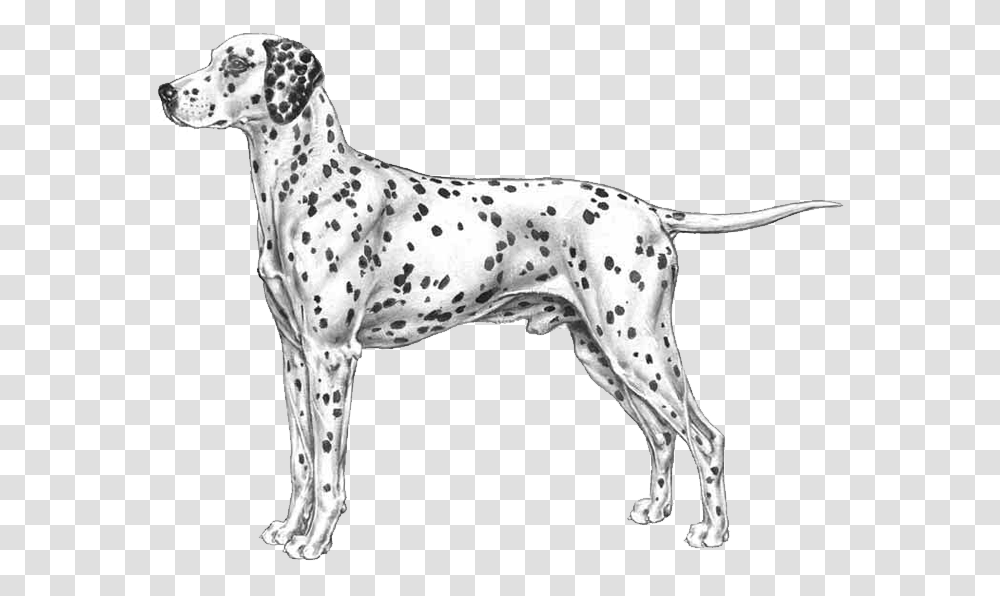 Dog Breed Info Photos Line Art, Pet, Animal, Canine, Mammal Transparent Png