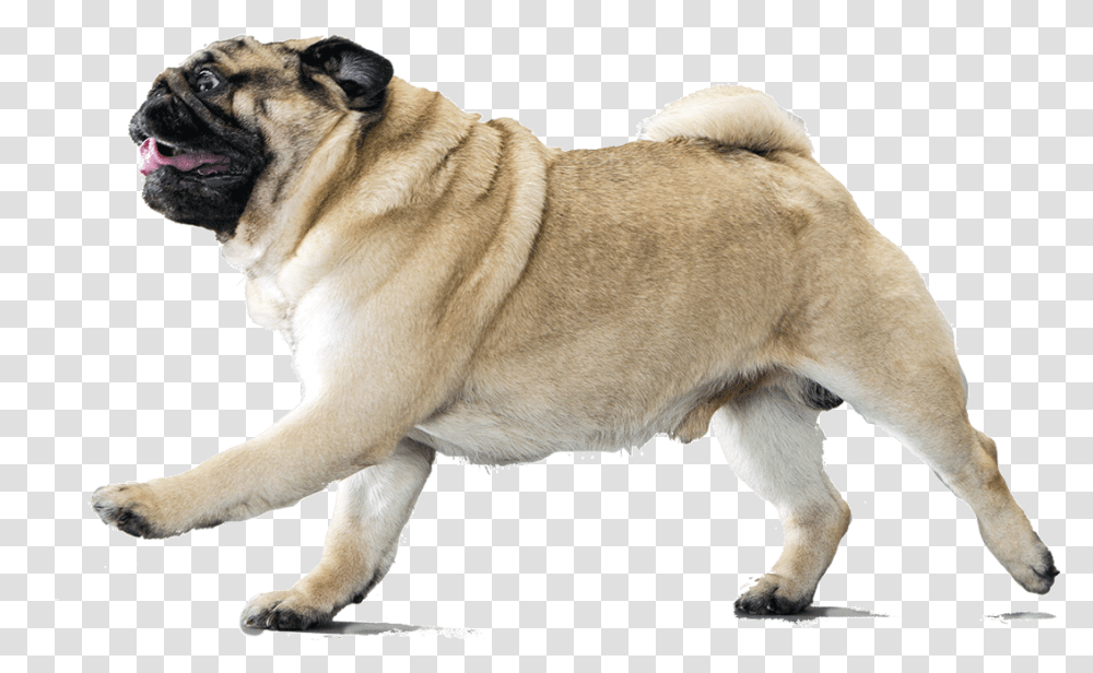 Dog Breed Informati Pug Running Background, Pet, Canine, Animal, Mammal Transparent Png
