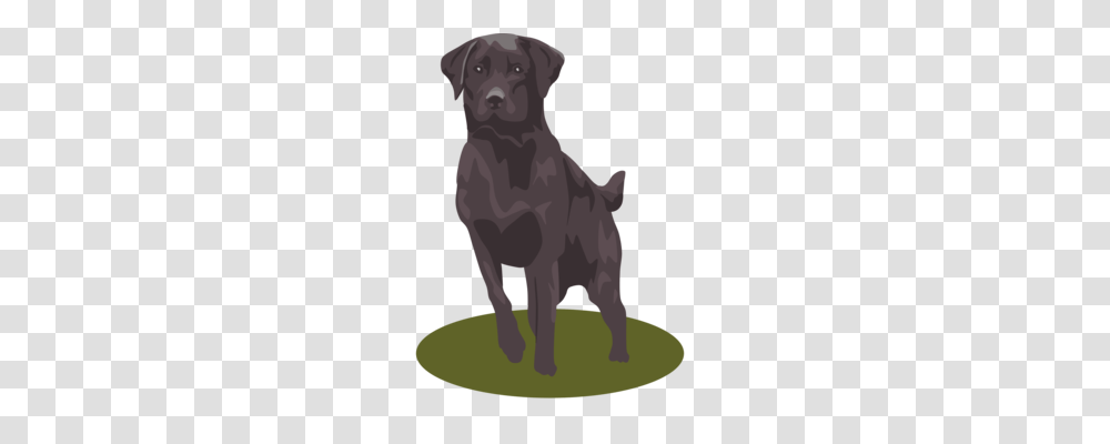 Dog Breed Puppy Miniature Dachshund Animal, Pet, Canine, Mammal, Labrador Retriever Transparent Png