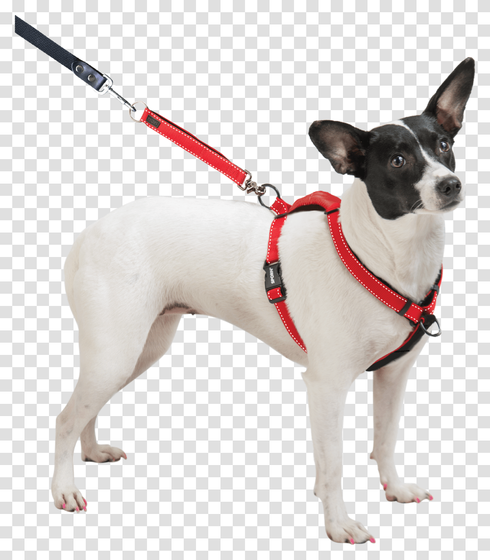 Dog Breed Toy Fox Terrier Miniature Fox Terrier Dog Sporn Ultimate Control Harness, Pet, Canine, Animal, Mammal Transparent Png