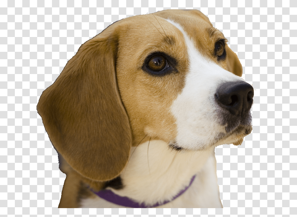 Dog Breeds For Beginners, Pet, Canine, Animal, Mammal Transparent Png